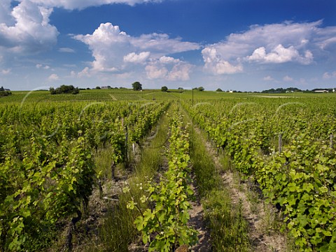 Chenin Blanc vines in the Insolite vineyard of Domaine des Roches Neuves  Varrains MaineetLoire France Saumur Blanc