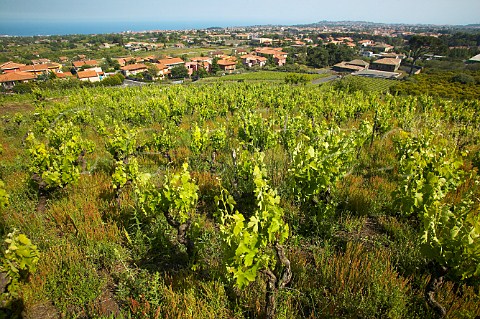 Nerello Mascalese vines in Vigna di Serra della Contessa vineyard Benanti Winery Viagrande Catania Sicily Italy DOC Etna