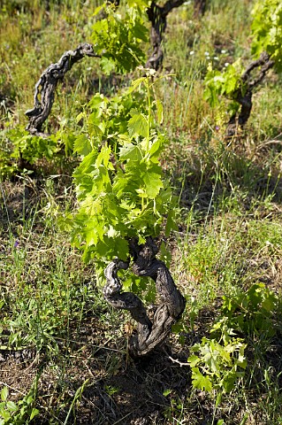 Nerello Mascalese vine in Vigna di Serra della Contessa vineyard Benanti Winery Viagrande Catania Sicily Italy DOC Etna