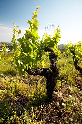 Nerello Mascalese vine in Vigna di Serra della Contessa vineyard of Benanti Winery Viagrande Catania Sicily Italy DOC Etna
