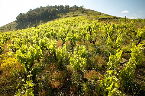 Nerello Mascalese vines in Vigna di Serra della Contessa vineyard Benanti Winery Viagrande Catania Sicily Italy DOC Etna