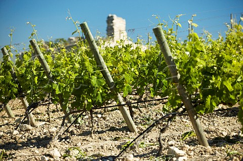 Vineyard of Planeta winery near Sambuca di Sicilia in Contrada Maroccoli Agrigento province Sicily Italy