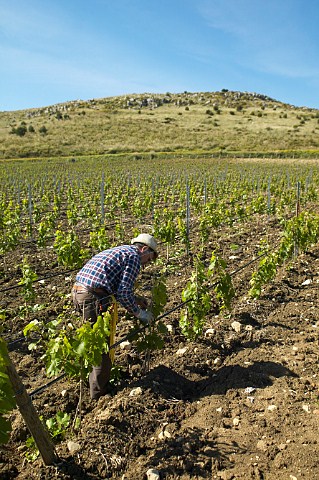 Worker in Chardonnay vineyard of Planeta winery near Sambuca di Sicilia in Contrada Maroccoli Agrigento province Sicily Italy