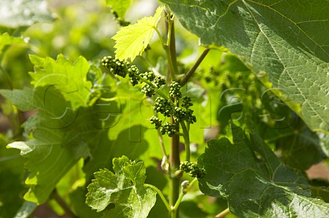 Nero dAvola vine in bud Tenuta Rapital Camporeale Sicily Italy DOC Bianco Alcamo