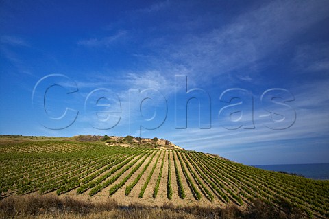 Contrada Belice di Mare vineyard of Cantine Settesoli Menfi Agrigento province Sicily Italy
