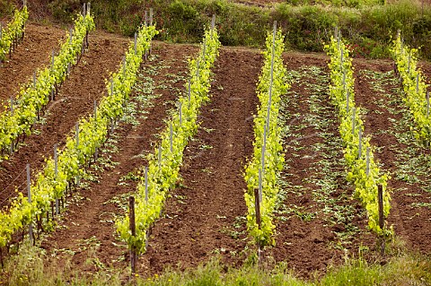 Vineyard at Regaleali after stripping shoots and leaves  Tasca dAlmerita winery Vallelunga Pratameno Sicily Italy