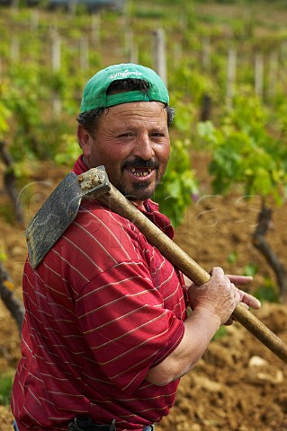 Workers in the vineyards of Regaleali  Tasca dAlmerita winery Vallelunga Pratameno Sicily Italy