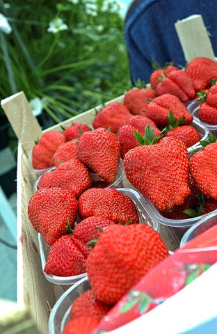 Tray of strawberries in a commercial greenhouse