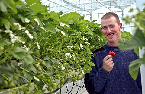 Man eating strawberry in a commercial greenhouse