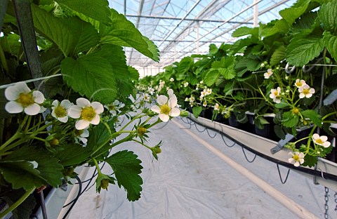Commercial strawberry greenhouse