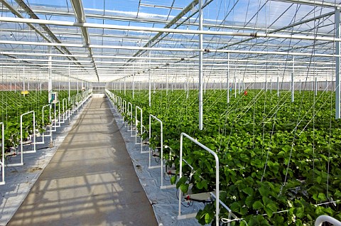 Commercial strawberry greenhouse