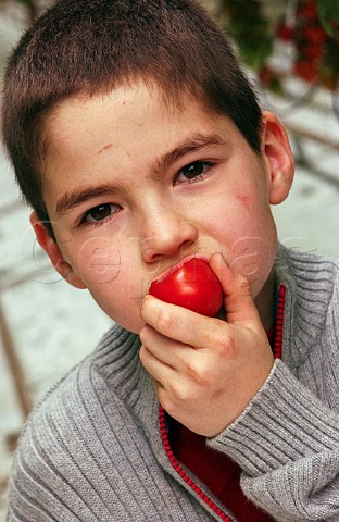 Young boy eating a tomato in a commercial greenhouse Belgium
