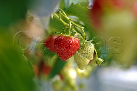 Growing strawberries in a commercial greenhouse