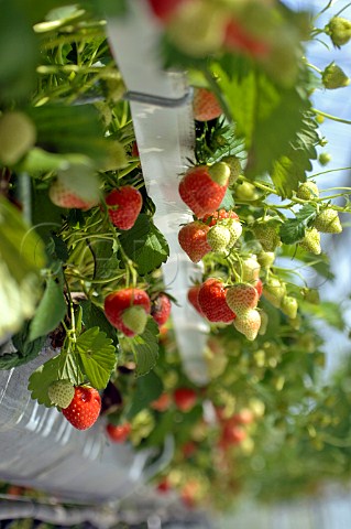 Growing strawberries in a commercial greenhouse