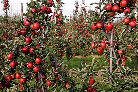 Commercial apple orchard Belgium