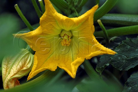 Courgette flowering in a commercial greenhouse Belgium