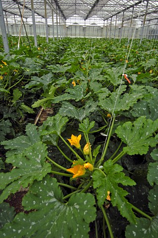 Courgettes growing in a commercial greenhouse Belgium