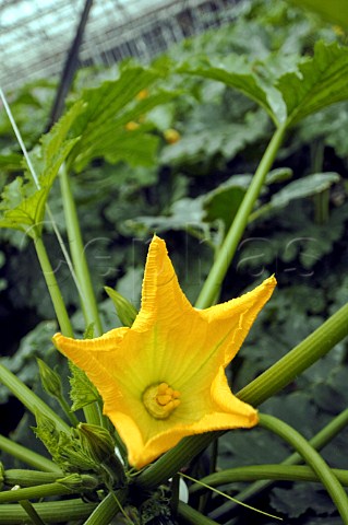 Courgette flower in a commercial greenhouse Belgium