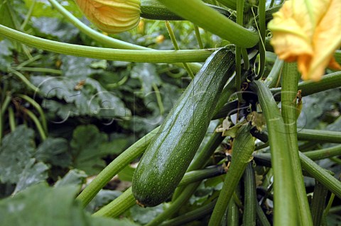 Courgettes growing in a commercial greenhouse Belgium