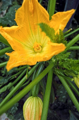 Courgette flowering in a commercial greenhouse Belgium