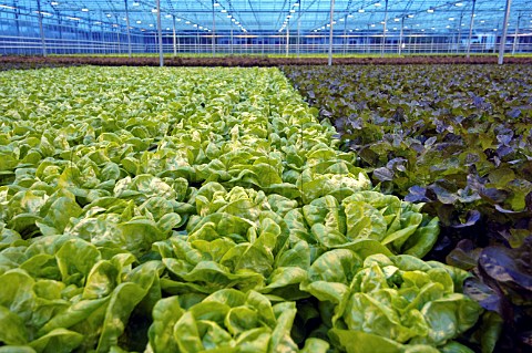 Lettuces growing in a commercial greenhouse Belgium