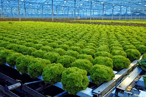 Lettuces growing in a commercial greenhouse Belgium