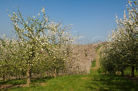 Spring blossom in cider apple orchard on the Vale of Evesham Blossom Trail Worcestershire England