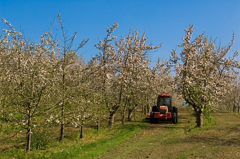Spring blossom in cider apple orchard on the Vale of Evesham Blossom Trail Worcestershire England