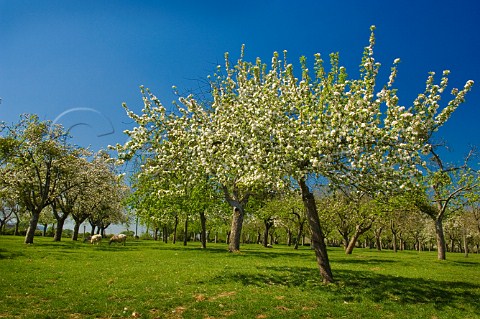 Spring blossom in Sheppys cider apple orchard near Taunton Somerset England