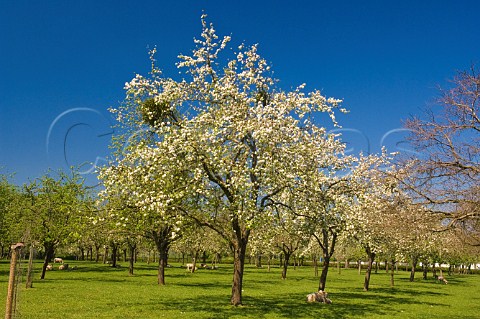 Spring blossom in Sheppys cider apple orchard near Taunton Somerset England