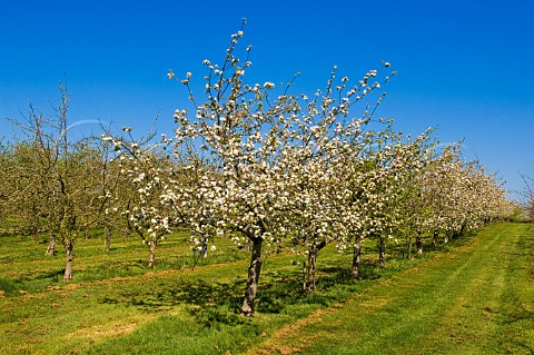 Spring blossom in Stewley cider apple orchard near Taunton Somerset England