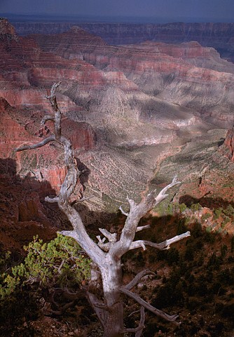 Dead pine tree at Cape Royal on the north rim of the Grand Canyon Arizona USA
