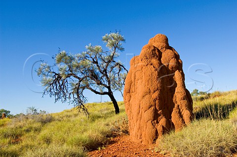 Termite mound and Beefwood tree Ruby Plains Station near Halls Creek Western Australia