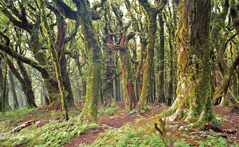 Mossy Beech forest on Mount Stokes Marlborough Sounds South Island New Zealand
