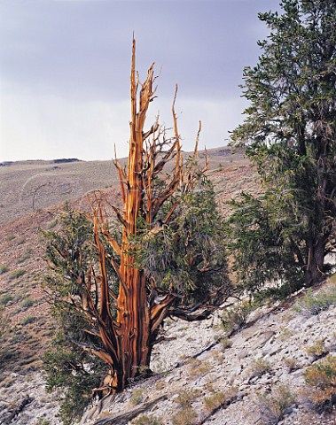 3000 yearold Bristlecone Pines on rocky hillside Inyo National Forest White Mountains California USA