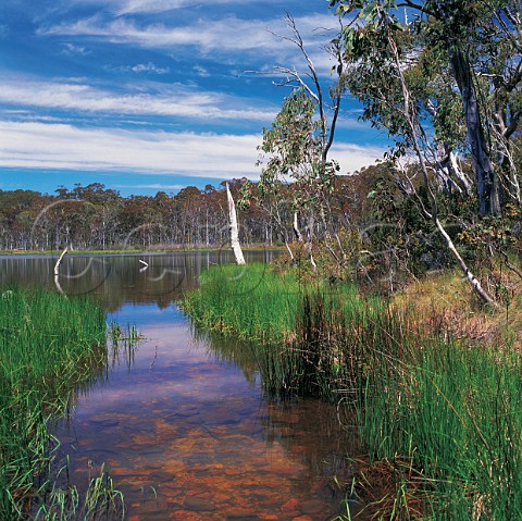 Reeds along lake shore Lake Cobbler Alpine National Park Victoria Australia
