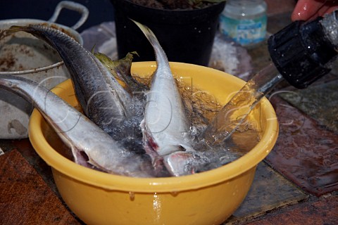 Fresh horse mackerel being washed ready for cooking Portugal