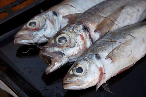 Fresh horse mackerel prepared for cooking Portugal