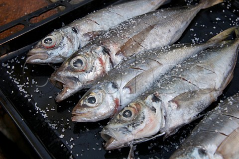 Fresh horse mackerel with rock salt prepared ready for cooking on the barbecue Portugal