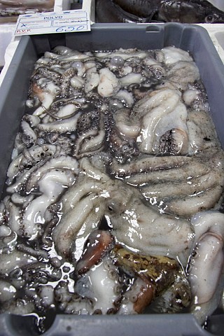 Fresh octopus for sale in fish shop Vila Nova de Milfontes Odemira Portugal