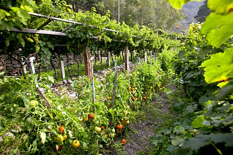 Terraced vines on pergolas with tomatoes growing underneath Morgex Valle dAosta Italy Morgex et La Salle