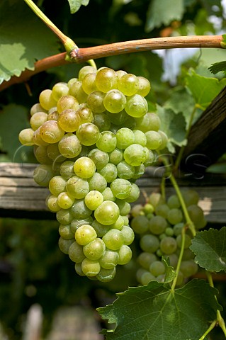 Pri Blanc grapes Morgex Valle dAosta Italy Morgex et La Salle