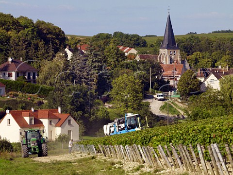 Machine harvesting of Chardonnay grapes in vineyard at Beine Yonne France Chablis