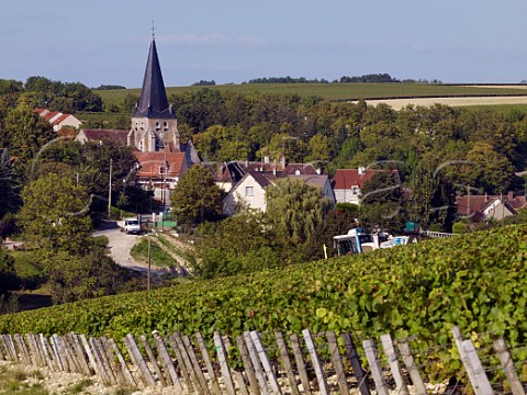 Machine harvesting of Chardonnay grapes in vineyard at Beine Yonne France Chablis