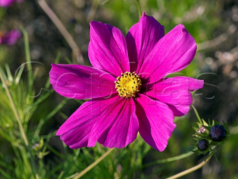 Colourful Cosmos flowers are commonly planted on waste ground in the Chablis district Yonne France