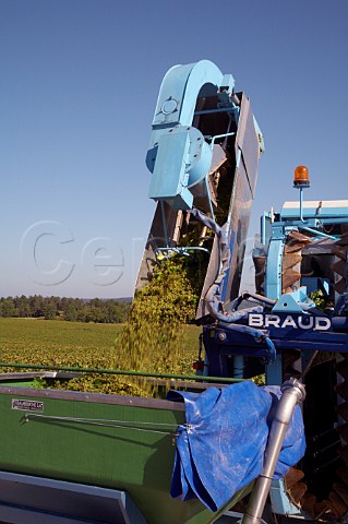 Tipping machine harvested chardonnay grapes into a trailer in Vaudon vineyard of Domaine Merschiltz at Chiche Yonne France Chablis