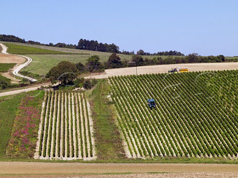 Machine harvesting grapes in vineyard at StCyrlesColons Yonne France Cte dAuxerre