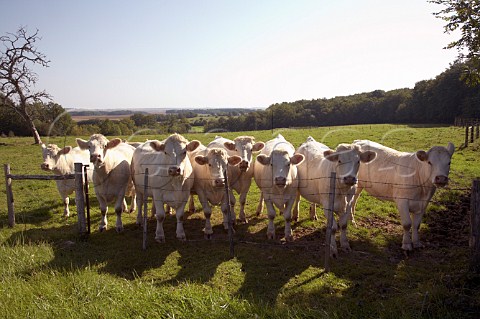 Charolais cattle in field near Chaource Aube France