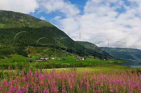 Wild flowers in summer near Dala Lake Sogndal Commune Norway