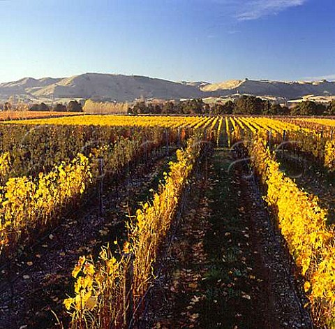 Autumnal vineyards of Gladstone Vineyard on Dakins Road Gladstone Wairarapa New Zealand
